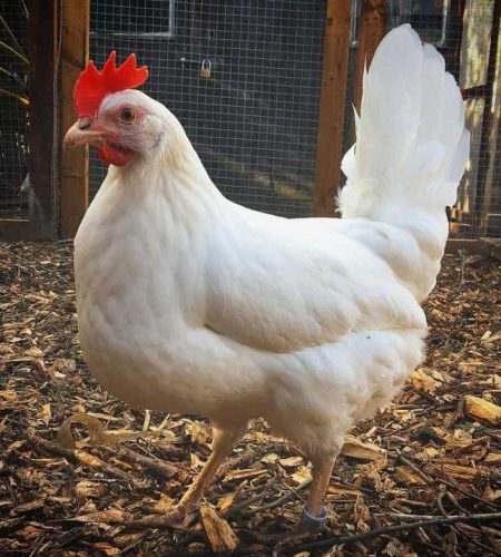 Leghorn